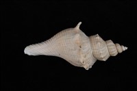 藏品(河村香螺)的圖片